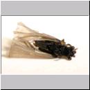 Stylops melittae - Faecherfluegler m57 5mm Seitenlage von oben.jpg